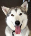 Shenna - 2 yo female Alaskan Malamute