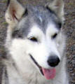 Inute - 6 yo female Alaskan Malamute