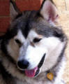 Honey - 2 yo female Malamute in WA