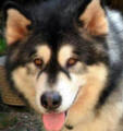 Boof - 4 yo male Alaskan Malamute