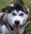 Spirit - 1 yo male Malamute