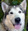 Trigger - male Alaskan Malamute