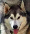 Tarla - 6 yo female Malamute