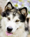 Rufus - 1 yo male Malamute