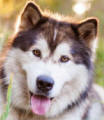 Simba - 7 yo male Malamute