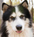 Diamond - 2 yo female Malamute