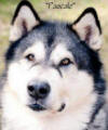 Pascale - 7 yo male Malamute