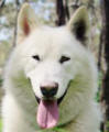 Prince - male Malamute