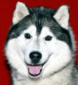 Chance - 3 yo male Malamute