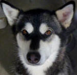 Shadow - 2 yo female Malamute