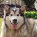 Lucy - 5 yo female Malamute