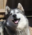 Kyah - 5 yo female Malamute x Husky