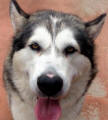 Juneau - 6 yo female Malamute