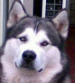 Morpheus - 8 yo male Malamute