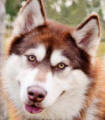 Skye - 2 yo female Malamute