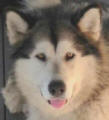 Misty - female Alaskan Malamute