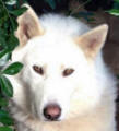 Albie - 4 yo male Malamute X