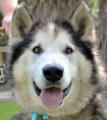 Bronx - 8 yo male Malamute