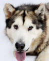 Gus - 1 year old male Malamute