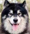 Teddy - 3 yo male Malamute x Samoyed