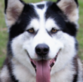 Maya - 4.5 yo female Malamute