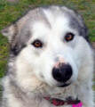 Naharney - 4 yo female Malamute