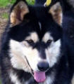 Yogi - 2 yo male Malamute