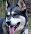 Shadow - 5 yo female Alaskan Malamute