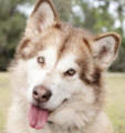 Flame - 5 yo female Malamute