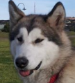 Kiita - 1 yo female Malamute