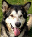 Rufus - 4 yo male Malamute