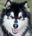 Jette - 5 yo female Malamute