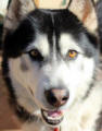 Diesel - 5 yo male Malamute