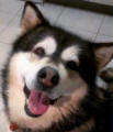 Storm - 7 yo female Malamute