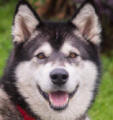 Fluffy - 2 yo female Malamute