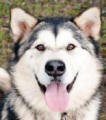 Bandit - 1 yo male Malamute