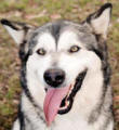 Holly & Bella - Mother & daughter Alaskan Malamutes