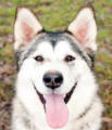 Mia - 1 yo female Malamute