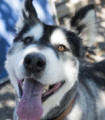 Hunter - 5 yo male Malamute