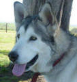 Smokey - 3 yo male Malamute