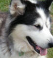 Katherine - 5 yo female Malamute