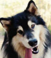 Tia - 4 yo female Malamute