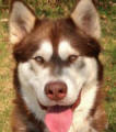 Shadow - 2 yo male Malamute