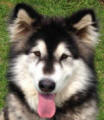 Natasha - 4yo female Malamute