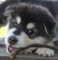 Sharon - 8 week old female Malamute X Kelpie