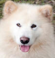 Sheeba - 3 yo female Malamute X