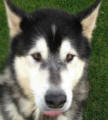 Bentley - 4 yo male Malamute