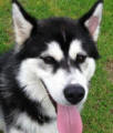 Zoro - 1 yo male Malamute