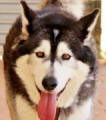 Abagail - 5yo female Malamute