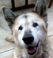 Gypsy - 10 yo female Malamute X